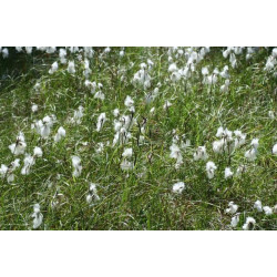 Eriophorum angustifolium