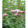 Eupatorium cannabium