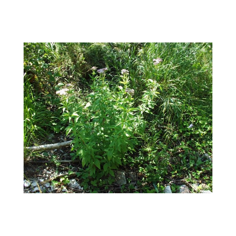 Eupatorium cannabium