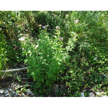 Eupatorium cannabium