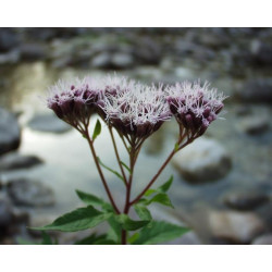 Eupatorium cannabium