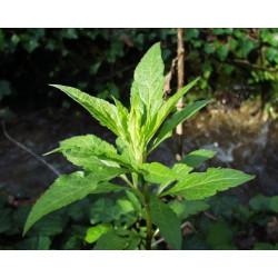 Eupatorium cannabium