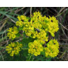 Euphorbia palustris