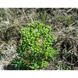 Euphorbia palustris