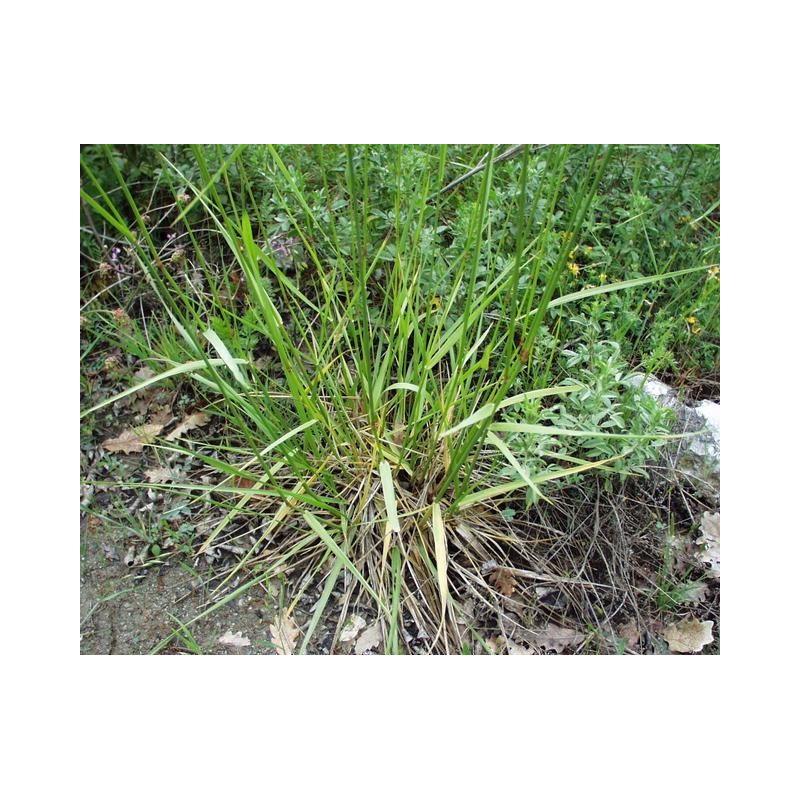 Festuca arundinacea