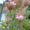 Filipendula rubra