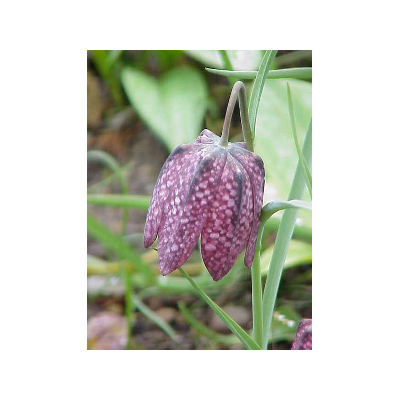 Fritillaria meleagris