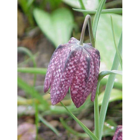 Fritillaria meleagris