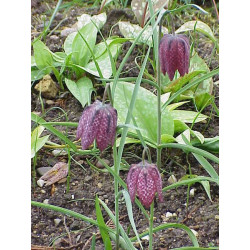 Fritillaria meleagris