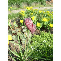 Fritillaria meleagris