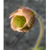 Geum rivale