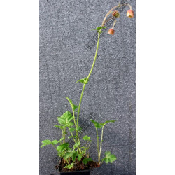 Geum rivale