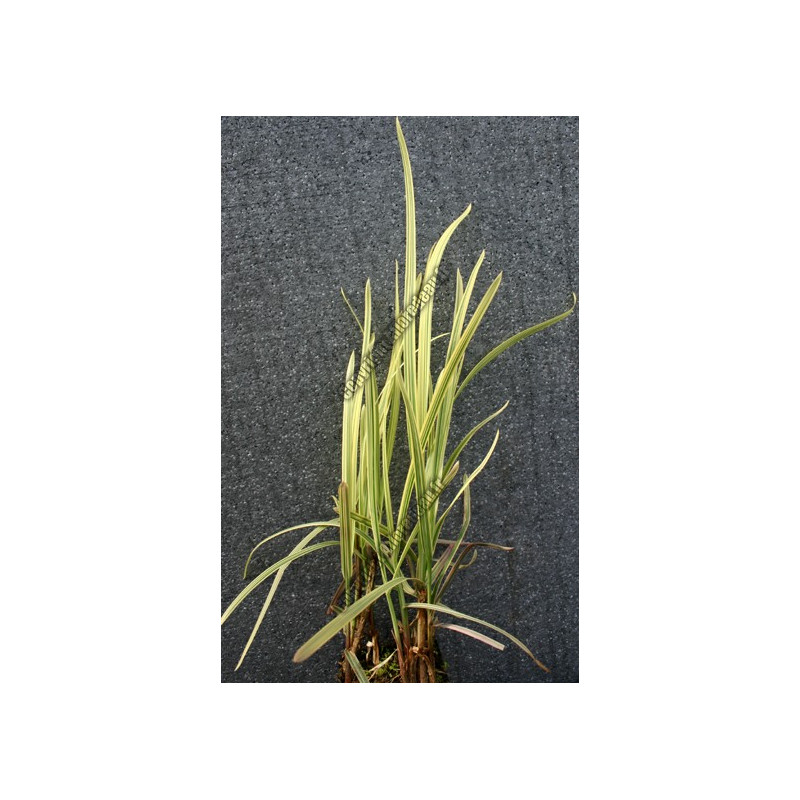 Glyceria maxima variegata