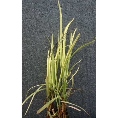 Glyceria maxima variegata