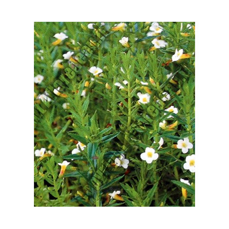 Gratiola officinalis