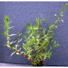 Gratiola officinalis
