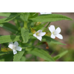 Gratiola officinalis
