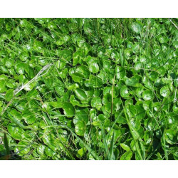 Hydrocotile vulgaris