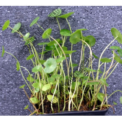 Hydrocotile vulgaris