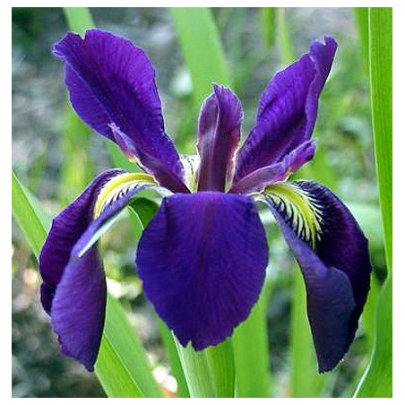 Iris louisiana