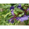 Iris setosa
