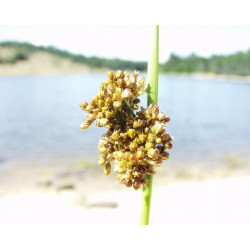 Juncus conglomeratus