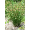 Juncus effusius
