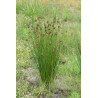 Juncus effusius