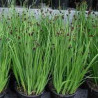 Juncus ensifolius