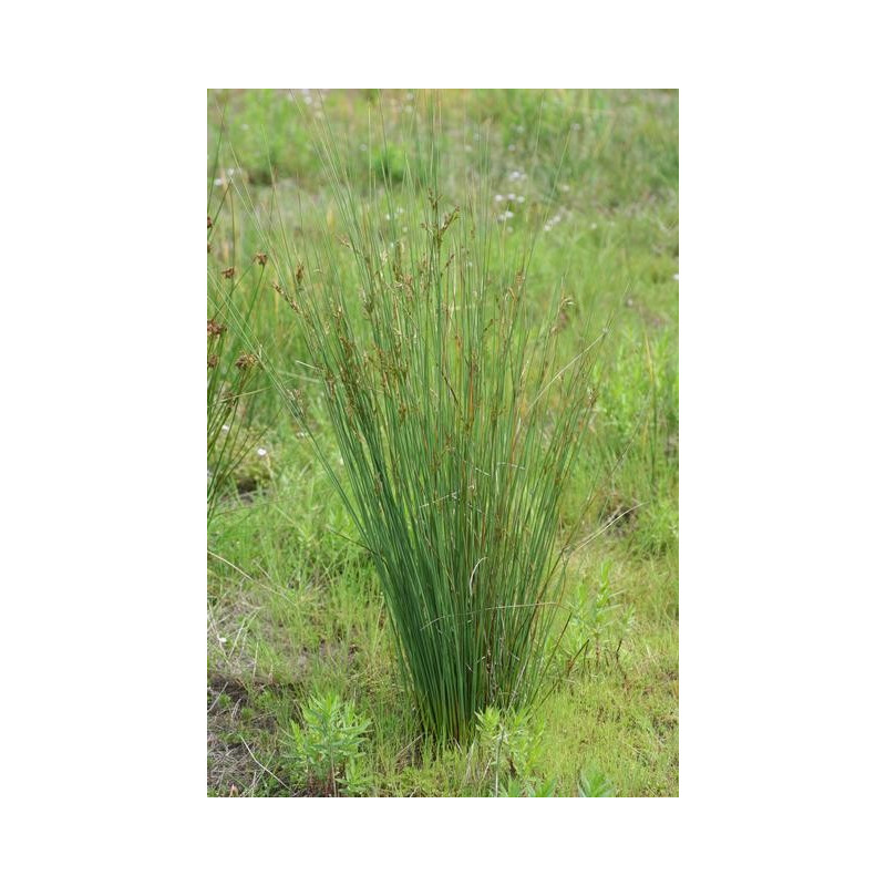 Juncus inflexus