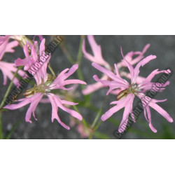 Lychnis flos-cuculi