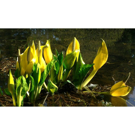 Lysichitum americanum