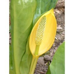 Lysichitum americanum