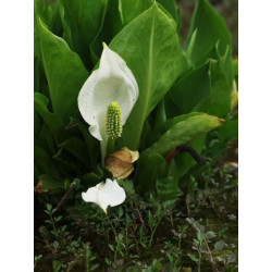 Lysichitum camtschatcense