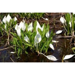 Lysichitum camtschatcense