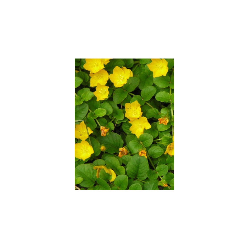 Lysimachia nummularia