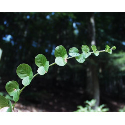 Lysimachia nummularia