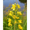 Lysimachia vulgaris