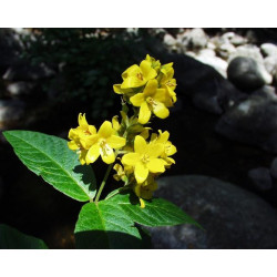 Lysimachia vulgaris