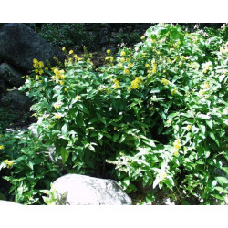 Lysimachia vulgaris