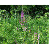 Lythrum salicaria
