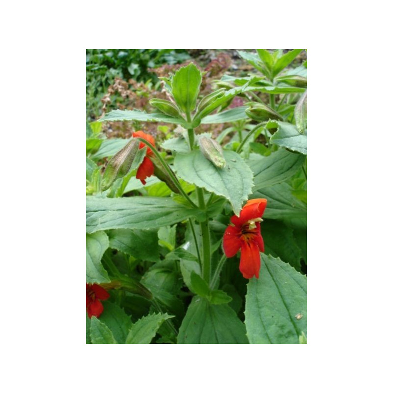 Mimulus cardinalis