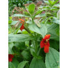 Mimulus cardinalis