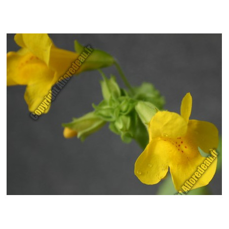 Mimulus guttatus