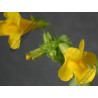 Mimulus guttatus