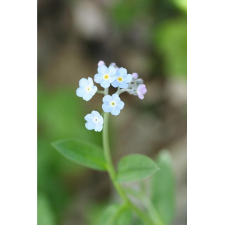 Myosotis palustris