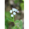 Myosotis palustris