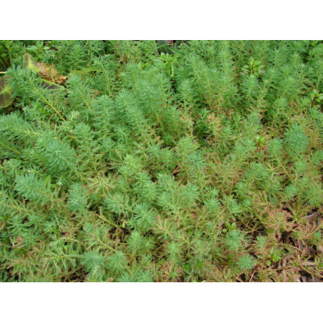 Myriophyllum aquaticum