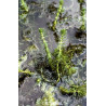 Myriophyllum verticillatum
