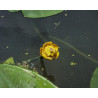 Nuphar luteum